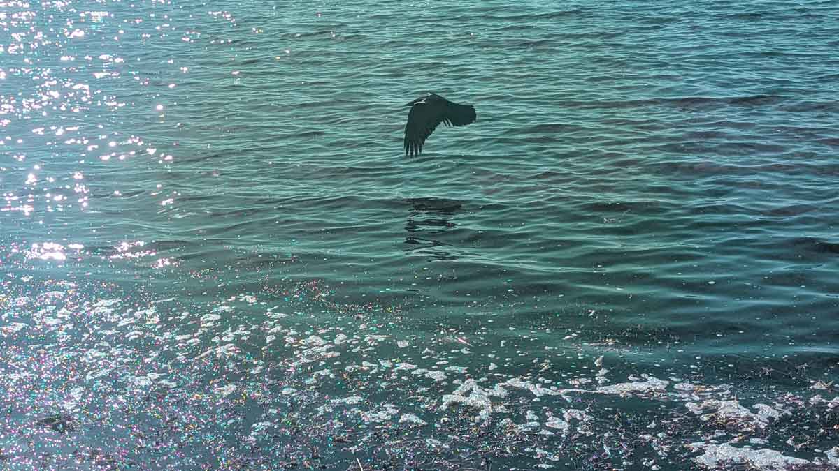 Rabe fliegt über See